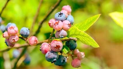 ブルーベリーの実