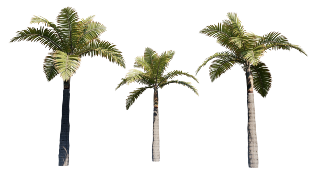 palm tree isolated on white background