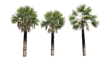 Fototapeta premium palm trees isolated on white