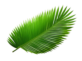 Obraz premium A vibrant green tropical palm leaf isolated on a white background, showcasing its intricate details and freshness.