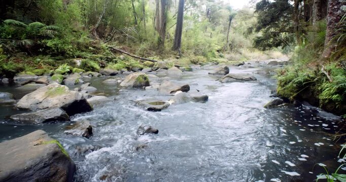 the Hātea River in the forest