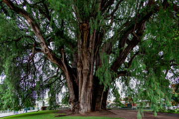 The Tule Tree (Montezuma cypress), Santa Mar&iacute;a del Tule, Oaxaca State, Mexico
