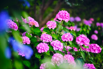 Pink hydrangeas bloom in spring in a Japanese garden.