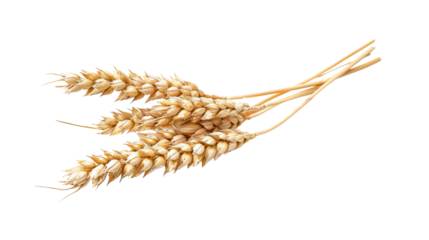 Ripe dry wheat on white background
