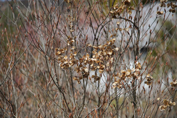 山芋のハナガラ
