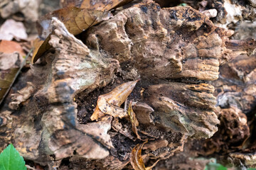 wooden tree surface close-up