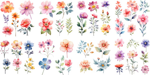 Set watercolor elements of floral; collection. leaves, branch, botanic, garden flowers, eucalyptus, wedding floral design, invitation, cloth.