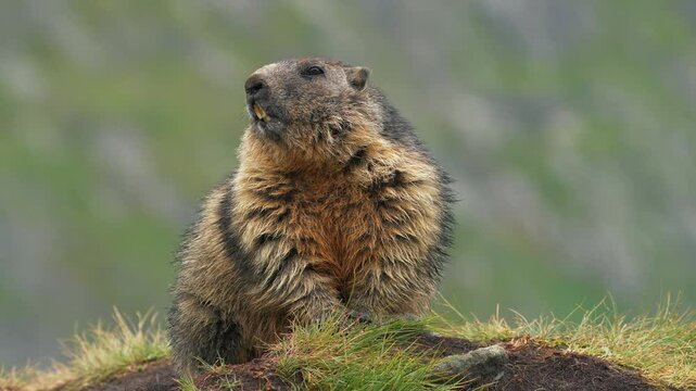 Grass, Marmot, Rodent, Squirrel