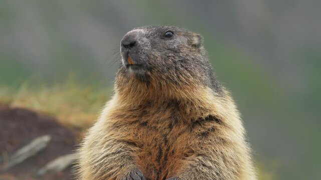 Marmot, Rodent, Squirrel, Herbivore
