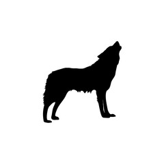 Wolf howling isolated 