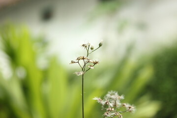 flowers in the grass