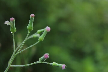 close up the bud of a flower