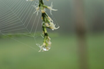 spider on a green leaf in the morning