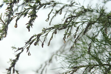 footage rain drops on a branch tree in the morning for background