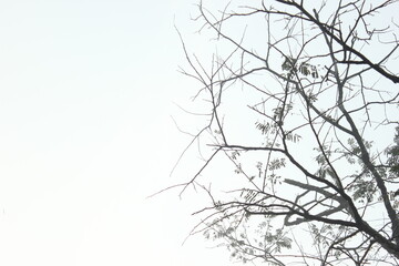 branches of a tree in daylight full of sunshine