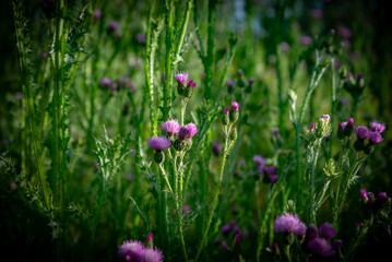 Paisaje de naturaleza verano del bosque colorido en luz del sol de la mañana