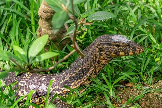 Asian Water Monitor(Varanus salvator) Living in The Madras Crocodile Bank Trust and Centre for Herpetology, ECR Chennai, Tamilnadu, South India - Founder Romulus Earl Whitaker.	
