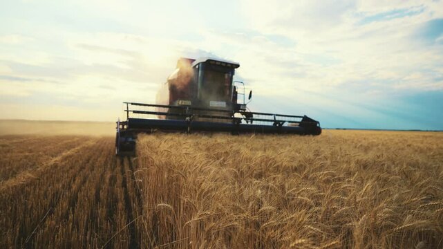 Modern working combine harvester harvesting ripe wheat on agricultural farm field at golden sunset. Farmland, harvest using machinery equipment. Food production, farming job agribusiness concept.