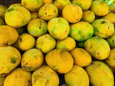 Banginapalli, Neelum mango, Alphanso, Mulgoa, Ratnagiri mango, Malda mango, Sindhura mango, kesar mango, haapus mango, himsagar mango, Bangalora, langra mango seeling at mambakkam, chennai, india.
