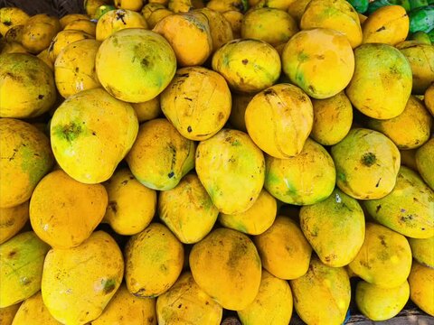 Banginapalli, Neelum mango, Alphanso, Mulgoa, Ratnagiri mango, Malda mango, Sindhura mango, kesar mango, haapus mango, himsagar mango, Bangalora, langra mango seeling at mambakkam, chennai, india.
