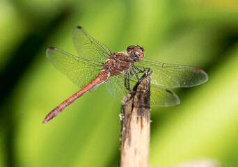 Libelle
