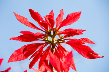 Bl&uuml;tenpracht auf Madeira