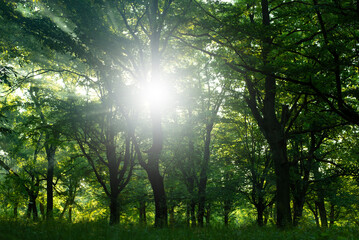 Sunlight shines through the branches and leaves of trees. Morning fog in the forest. Rays of light