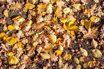 Fallen oak leaves and acorns cover the ground, creating a natural backdrop of colorful foliage.