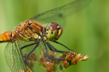 Facial closeup on a young , not fully colored male Ruddy Darter, Sympetrum sanguineum in a meadow