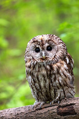 Tawny owl in the deep forest (Strix aluco)