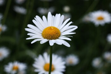 Obraz premium daisy flower