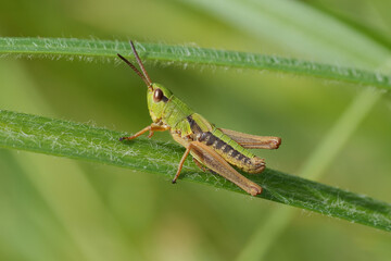 Closeup on a young European Common meadow grasshopper, Pseudochorthippus parallelus on a grass straw
