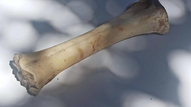 bone under leaves shadow
