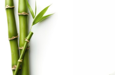 Fresh green bamboo stems on a plain white background.