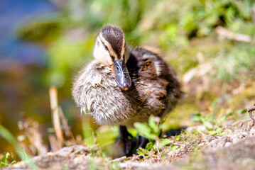 A little duckling stands on the shore of the lake