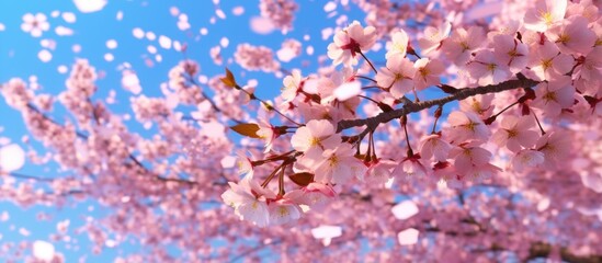 Cherry Blossoms in Full Bloom, a Delicate Pink Shower