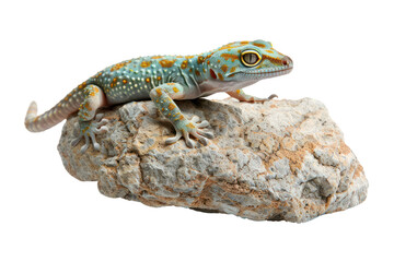 Obraz premium Close-up of a colorful gecko perched on a rock, showcasing its vibrant patterns and natural habitat against a white background.