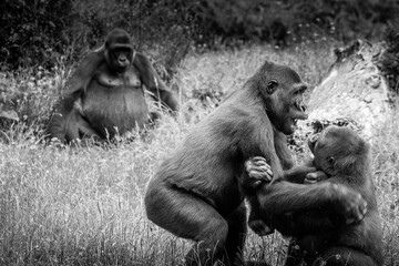 Gorilla Fighting