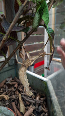 Serenity Suspended: Giant Prickly Stick Insect (Extatosoma tiaratum) in a Lush Terrarium Abode