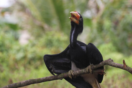 bird, hornbill, hornbill, a hornbill native to Kalimantan, bucerotidae, enggang, rangkong, enggang bird