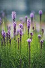 Obraz premium Summer flowers blooming in the garden 