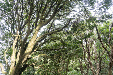 Obraz premium Laurel Park rural de Anaga, Tenerife lush greenery, walking paths, recreational area, local flora public park