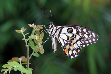 The Lime Butterfly sits on the young shoots of the plant. Its wings are colorful and beautiful.