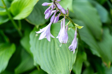 Hosta Flowers and Leaves Macro, Wet Hostas Leaf Nature Pattern, Funkia, Big Daddy Leaves, Plantain Lilies,