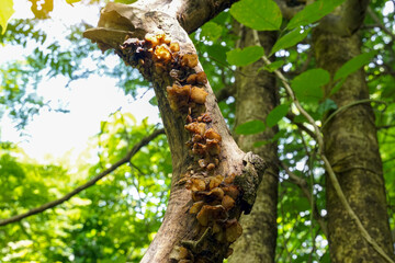 Obraz premium Jelly ears grow on the trunks of dead trees in the forest. Classified in the group of fungi. It looks like a clear jelly-like sheet. The flesh is soft and tough and has a brown color.