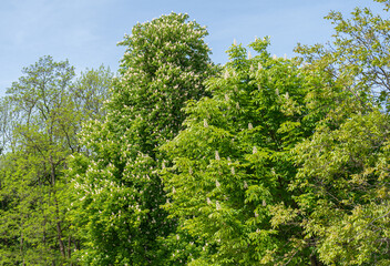 Young Light Green Chestnut Tree Leaves and Flowers Illuminated by the Sun, Blooming Chestnut Tree