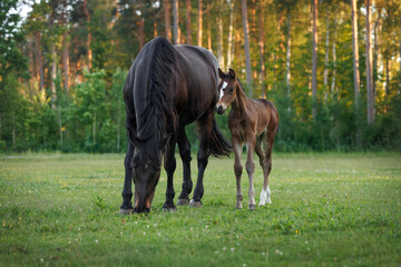 beautiful young foal with mother horse on a pasture in summer