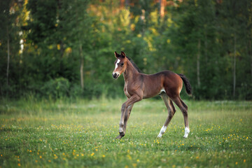 cute young foal posing on a summer field