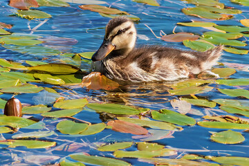 An adorable duckling swims in a pond among bright green lily pads