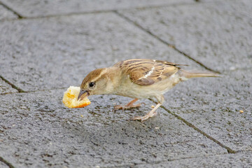 A small bird is eating a piece of orange bread